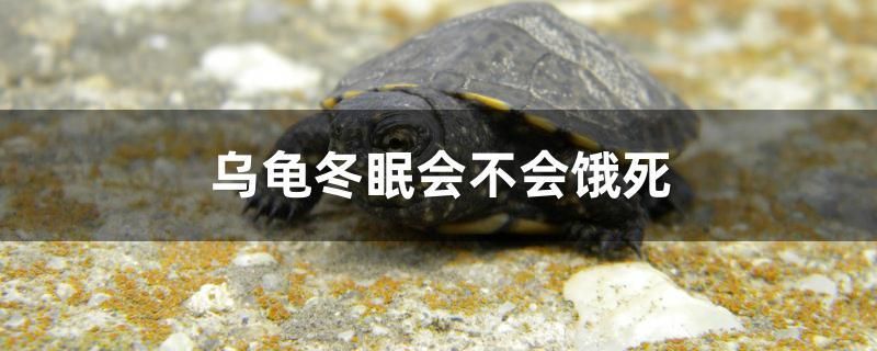 乌龟冬眠会不会饿死 广州水族器材滤材批发市场