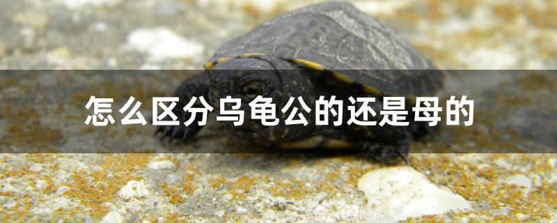 老鱼匠造浪泵怎么安装（老鱼匠造浪泵怎么开关机） 孵化器