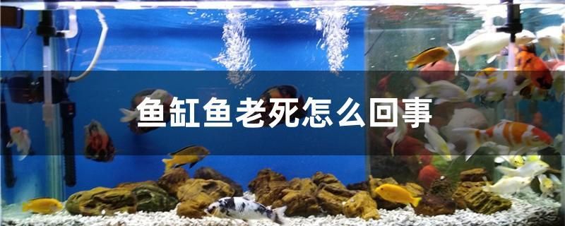 鱼缸鱼老死怎么回事 鱼缸水质稳定剂