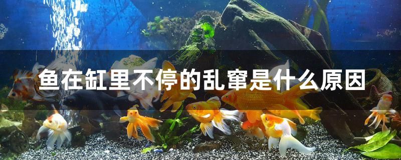 鱼在缸里不停的乱窜是什么原因 观赏鱼进出口