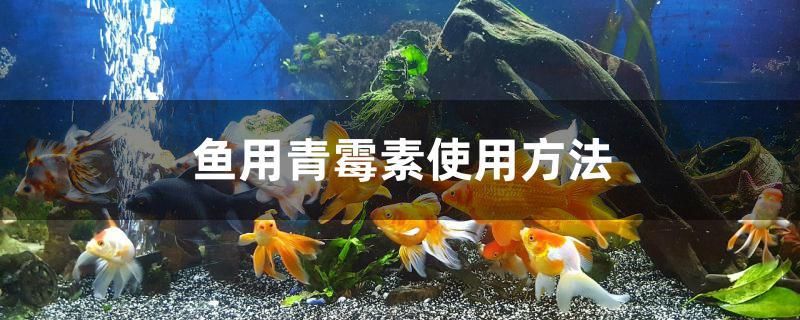 鱼用青霉素使用方法