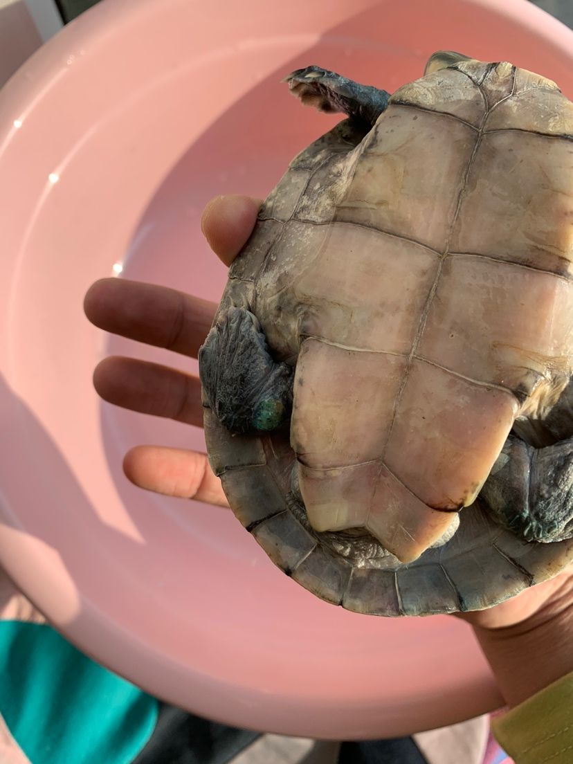 长治水族批发市场（辛集大海装饰公司） 金龙鱼粮 第1张