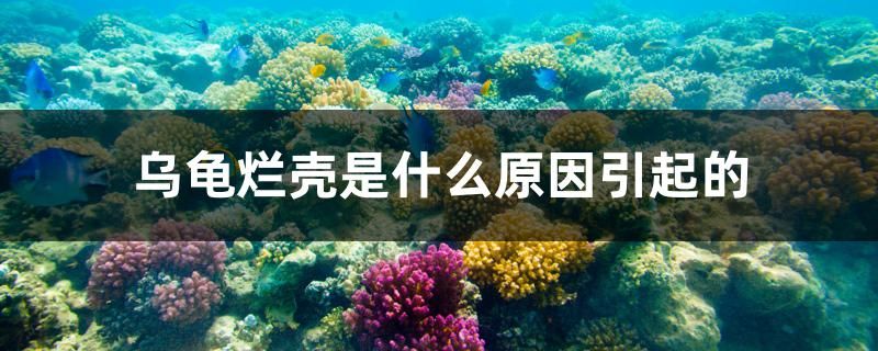 乌龟烂壳是什么原因引起的 野生地图鱼