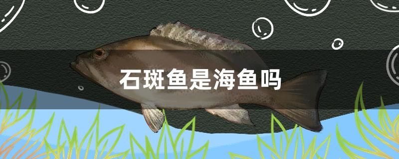 石斑鱼是海鱼吗