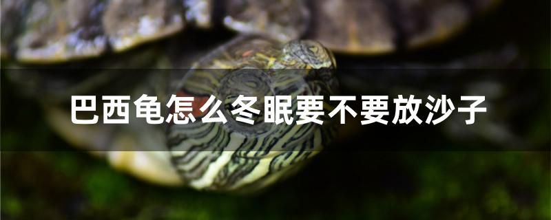 巴西龟怎么冬眠要不要放沙子 祥禾Super Red红龙鱼