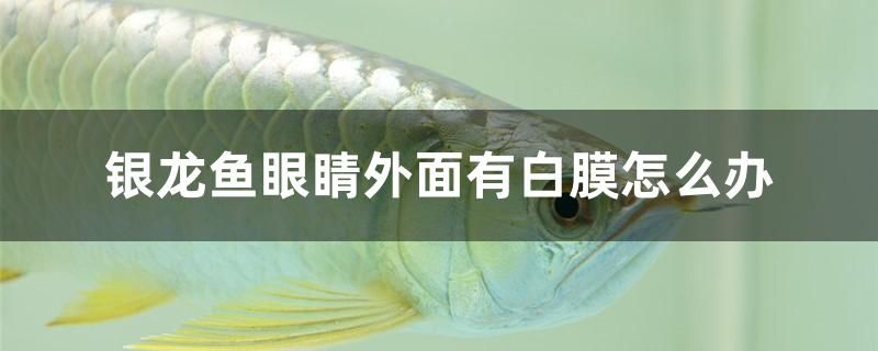 银龙鱼眼睛外面有白膜怎么办 海水鱼