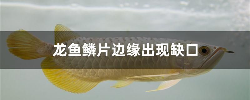 龙鱼鳞片边缘出现缺口怎么办 广州水族器材滤材批发市场