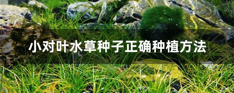 小对叶水草种子正确种植方法 撒旦鸭嘴鱼