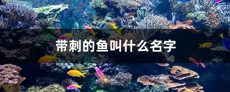 带刺的鱼叫什么名字 黄金达摩鱼