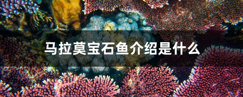 马拉莫宝石鱼介绍是什么