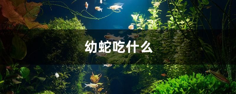 幼蛇吃什么 广州水族器材滤材批发市场