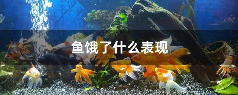 鱼饿了什么表现 二氧化碳设备