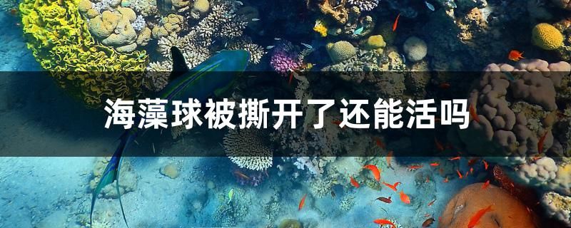 海藻球被撕开了还能活吗