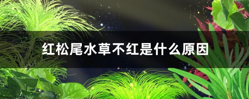 红松尾水草不红是什么原因怎么解决 速倍妥鱼粮鱼药