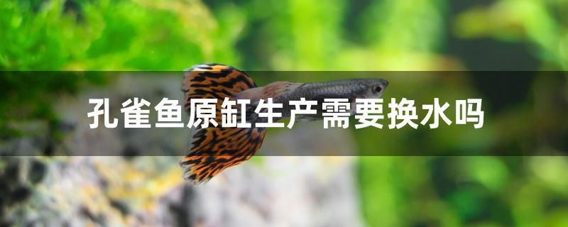 孔雀鱼原缸生产需要换水吗 大正锦鲤鱼