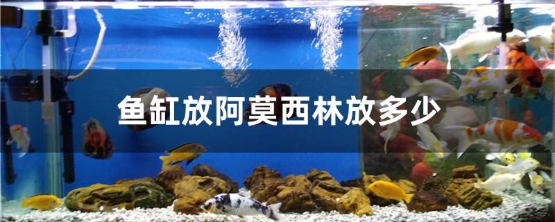 鱼缸放阿莫西林放多少 海水鱼（海水鱼批发）