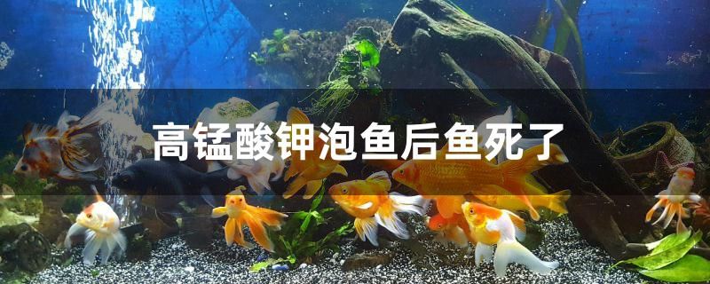 为什么高锰酸钾泡鱼后鱼死了 黄金达摩鱼