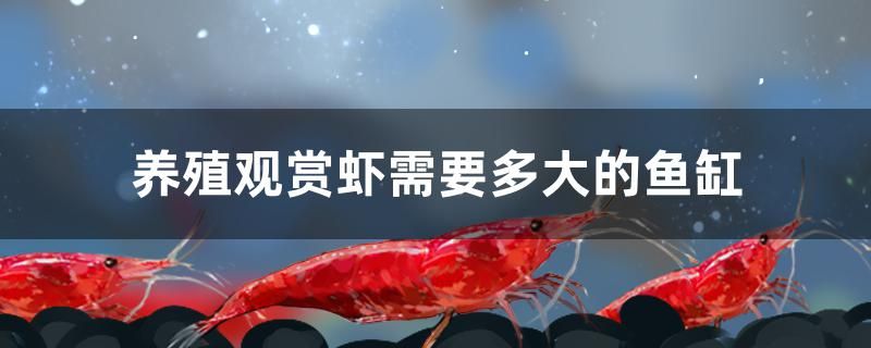 养殖观赏虾需要多大的鱼缸 二氧化碳设备