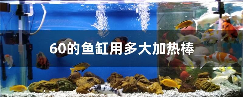 60的鱼缸用多大加热棒 星点金龙鱼