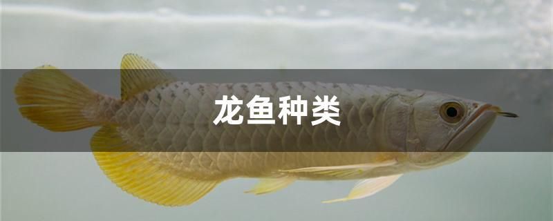 鱼缸能开孔吗视频教学（鱼缸可以打开盖子吗） 小型观赏鱼