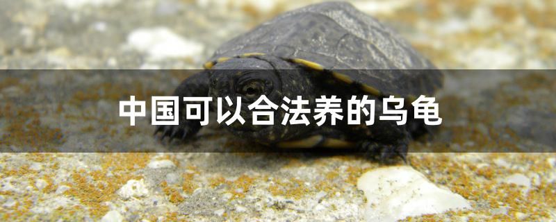 中国可以合法养的乌龟有哪些 观赏龟/鳖饲料