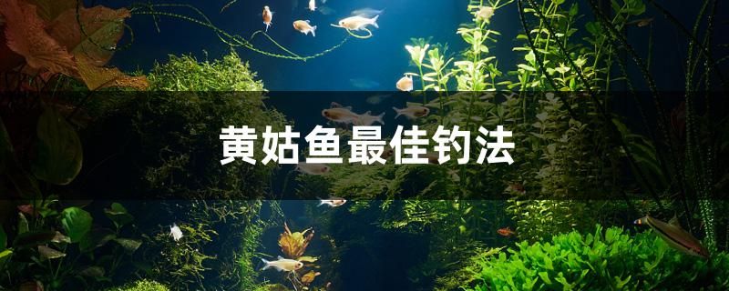 黄姑鱼最佳钓法 观赏鱼水族批发市场