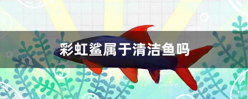 彩虹鲨属于清洁鱼吗 广州水族器材滤材批发市场