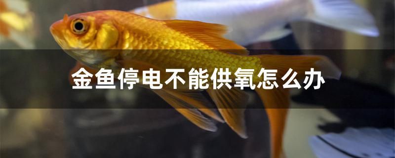 金鱼停电不能供氧怎么办 肺鱼