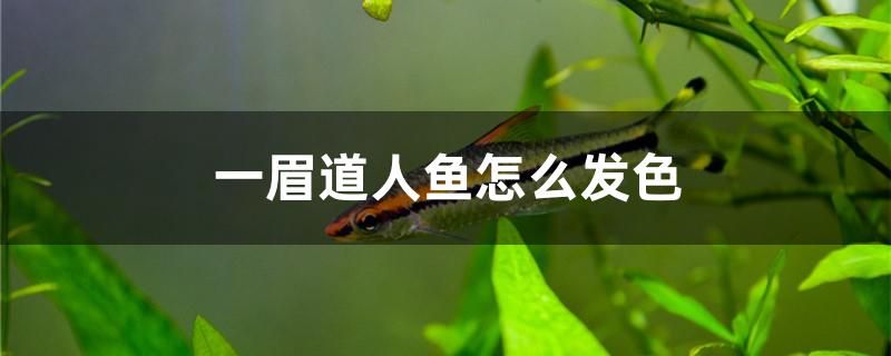 一眉道人鱼怎么发色 彩鲽鱼缸（彩蝶鱼缸）