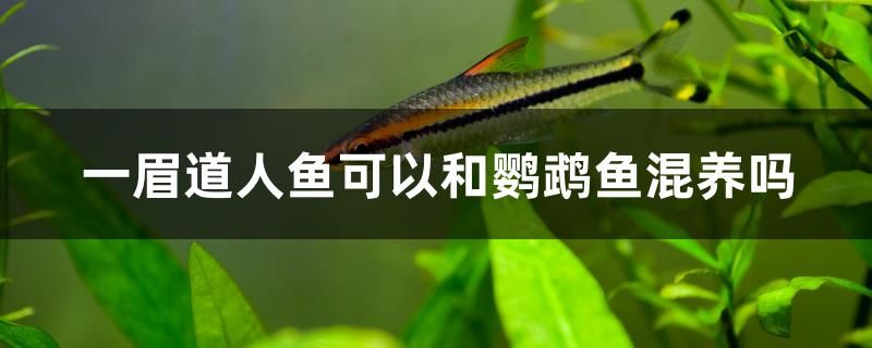 一眉道人鱼可以和鹦鹉鱼混养吗 鱼缸净水剂