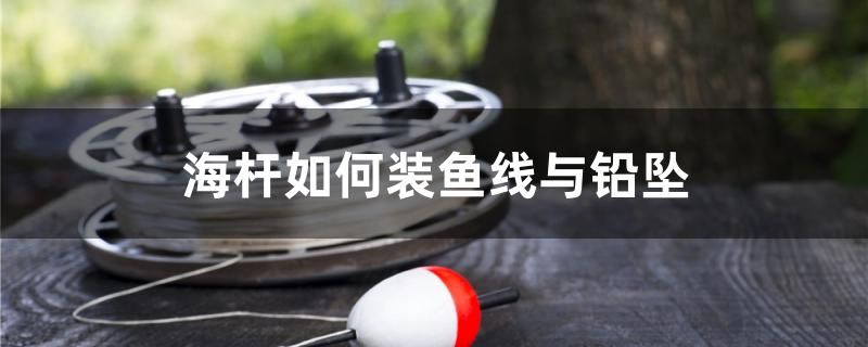 蝴蝶鲤能和什么鱼混养 申古三间鱼 第2张