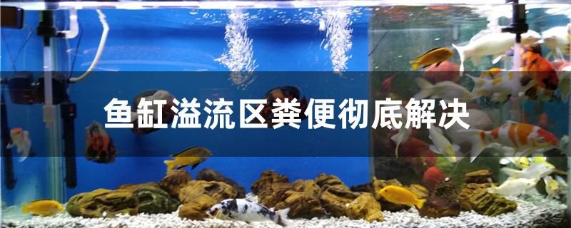 鱼缸溢流区粪便怎么彻底解决 斑马鸭嘴鱼苗