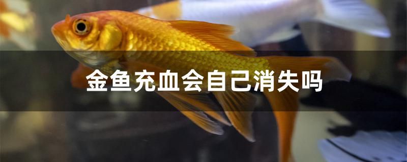 金鱼充血会自己消失吗