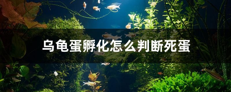 旧鱼缸翻新重新打胶多少钱一个小时（用玻璃胶粘的鱼缸几天能用）