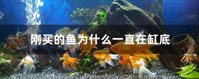 刚买的鱼为什么一直在缸底 水族周边