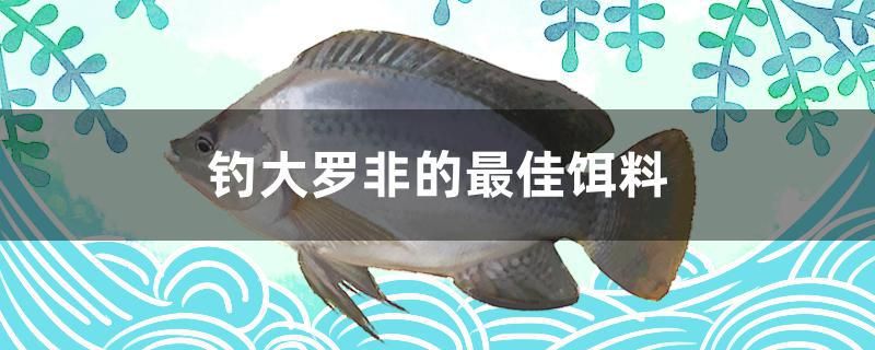 钓大罗非的最佳饵料 古典过背金龙鱼