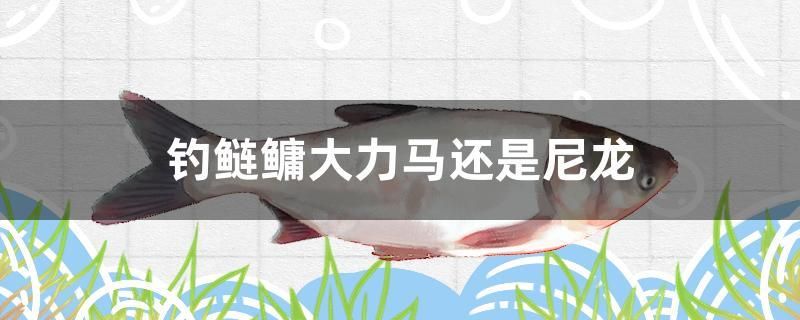 钓鲢鳙大力马还是尼龙 全国水族馆企业名录