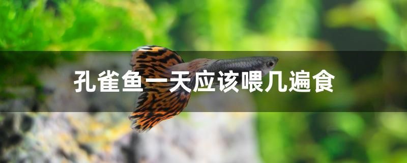 龙鱼突然剧烈撞缸(龙鱼撞缸的预防措施) 祥龙鱼场品牌产品