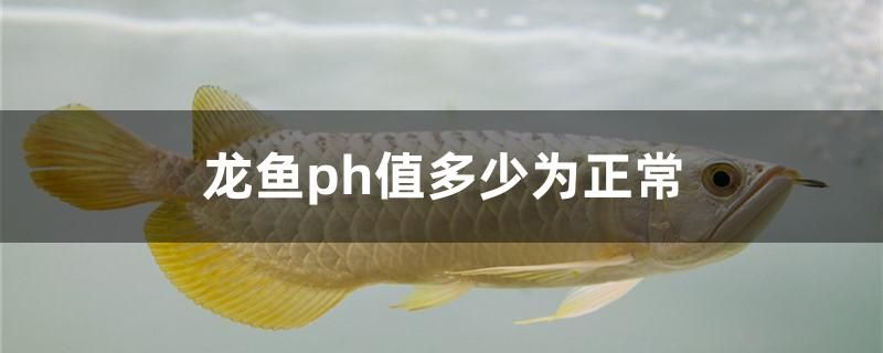 龙鱼ph值多少为正常 水族用品