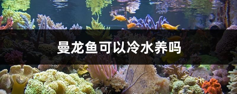 曼龙鱼可以冷水养吗