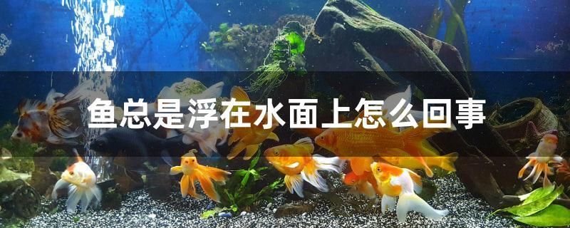 鱼总是浮在水面上怎么回事 杀菌消毒设备