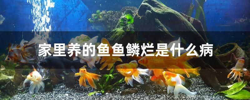 家里养的鱼鱼鳞烂是什么病