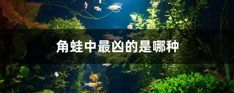 角蛙中最凶的是哪种 海水鱼（海水鱼批发）