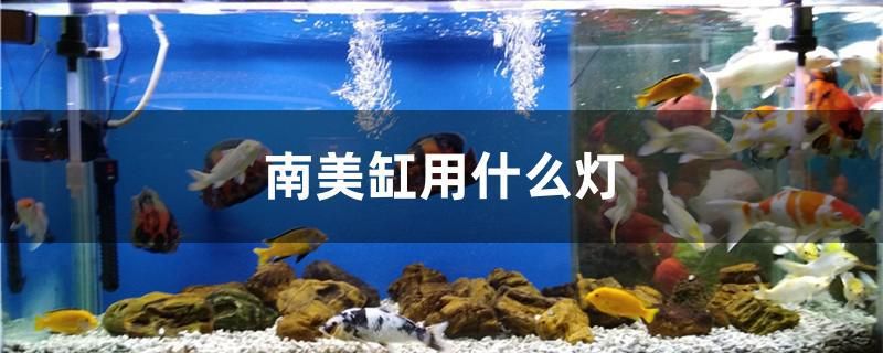 南美缸用什么灯 广州水族批发市场