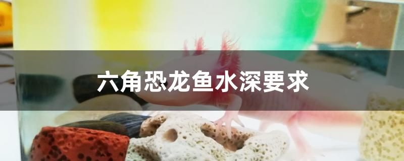 六角恐龙鱼水深要求是多少 红头利鱼