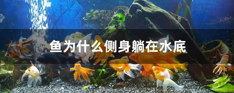 鱼为什么侧身躺在水底 泰国虎鱼（泰虎）