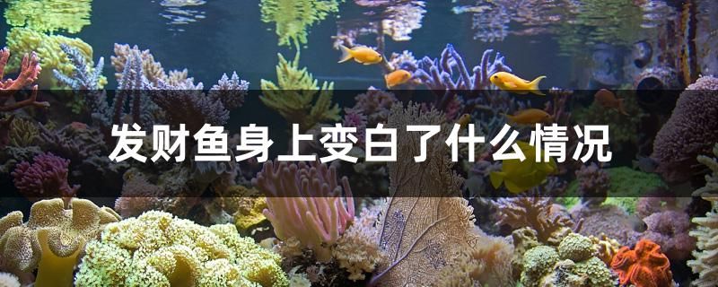 发财鱼身上变白了什么情况 鱼缸/水族箱