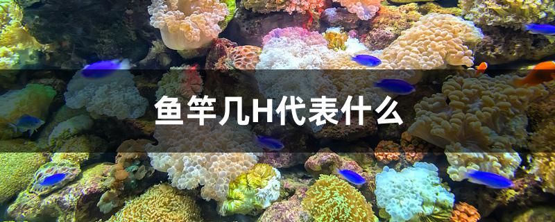 鱼竿几H代表什么