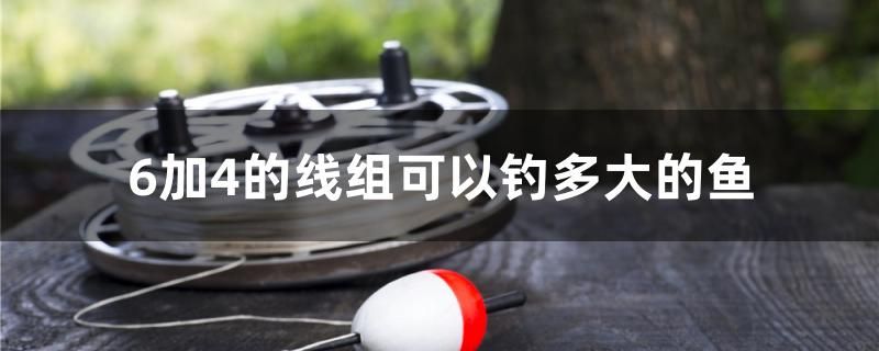 6加4的线组可以钓多大的鱼 鱼缸清洁用具