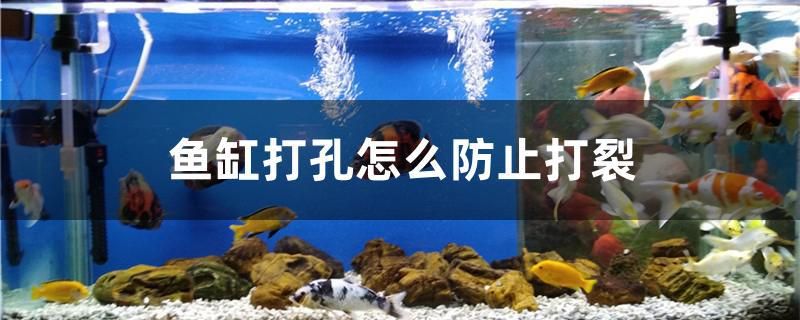 抚顺鱼缸修补师傅招聘最新信息兼职（盘锦装修建材市场） 潜水艇鱼 第2张